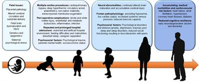 Exercise as therapy for neurodevelopmental and cognitive dysfunction in people with a Fontan circulation: A narrative review